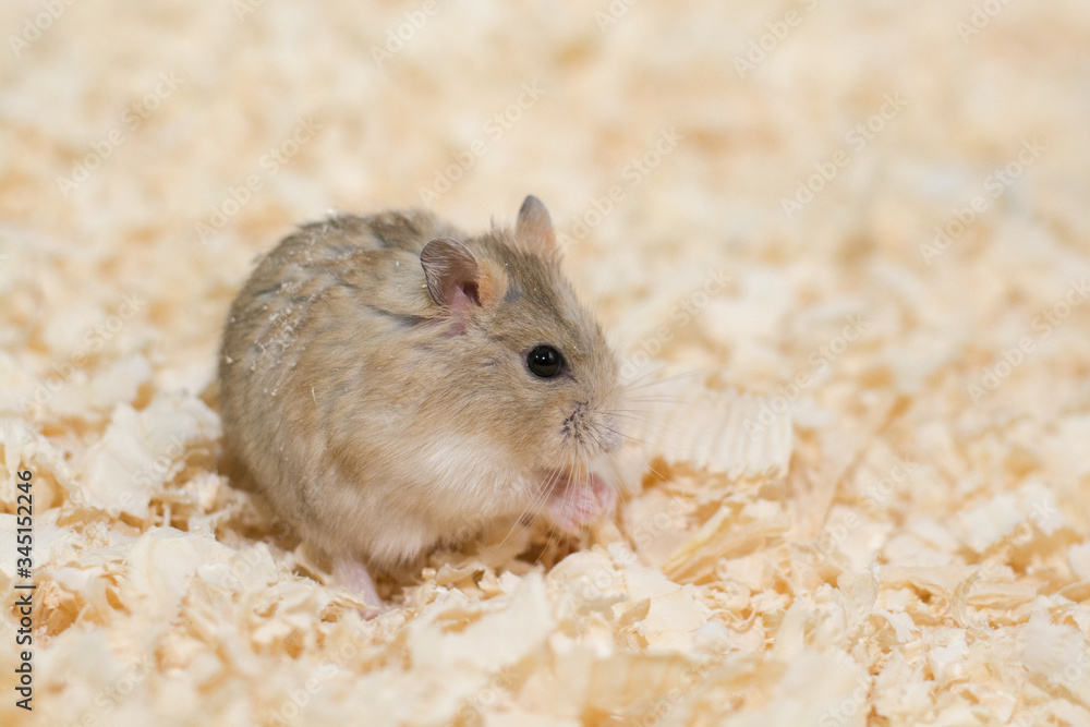 Delicious food of Hamster Delicious food of Hamster