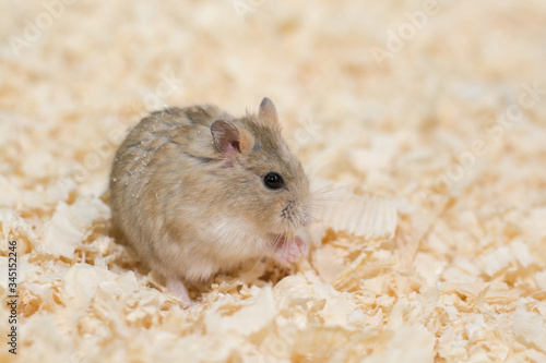 Delicious food of Hamster