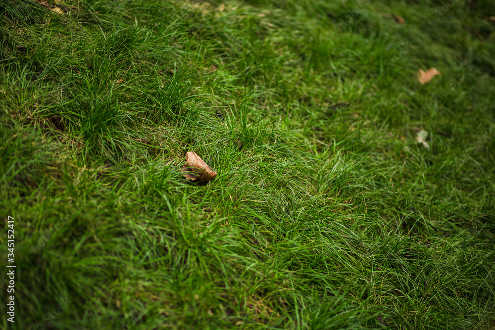 autumn leaf on a green grass autumn leaf on a green grass