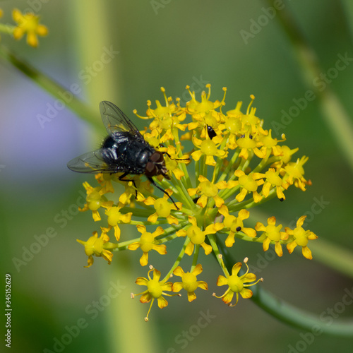 Flores de m jardín photo