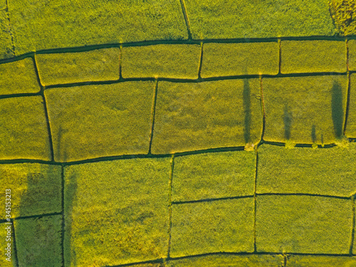 Aerial view of the rice field landscape nature background.