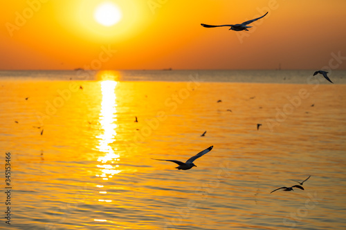 Landscape view of seagulls in sunset at Bang Pu Recreation Center