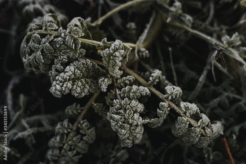 Pflanzen im Winter Pflanzen im Winter