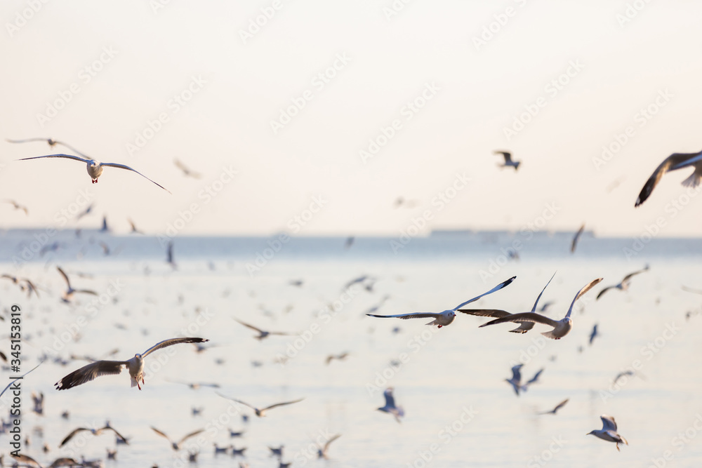 Group of seagulls at Bang Pu Recreation Center is a seaside resort on the Bay Group of seagulls at Bang Pu Recreation Center is a seaside resort on the Bay