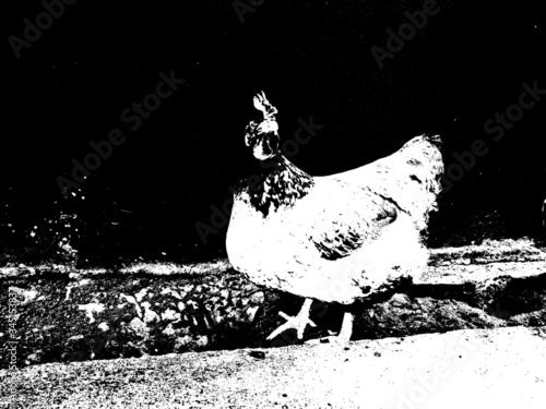 Galinha caminhado sozinha