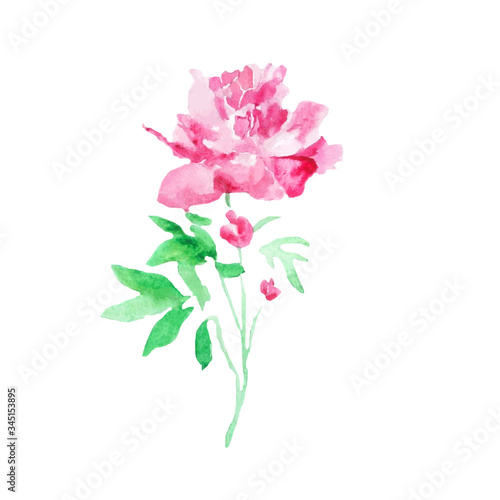Watercolor flower pink peony floral plant illustration blossom art nature summer design decoration bouquet vector texture garden spring drawing
