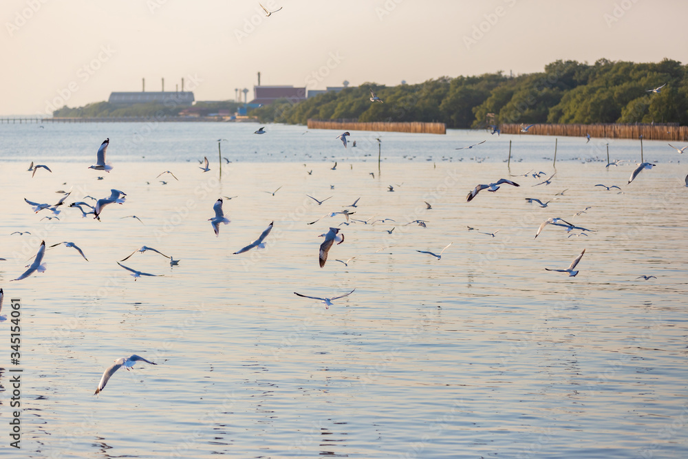 Group of seagulls at Bang Pu Recreation Center is a seaside resort on the Bay