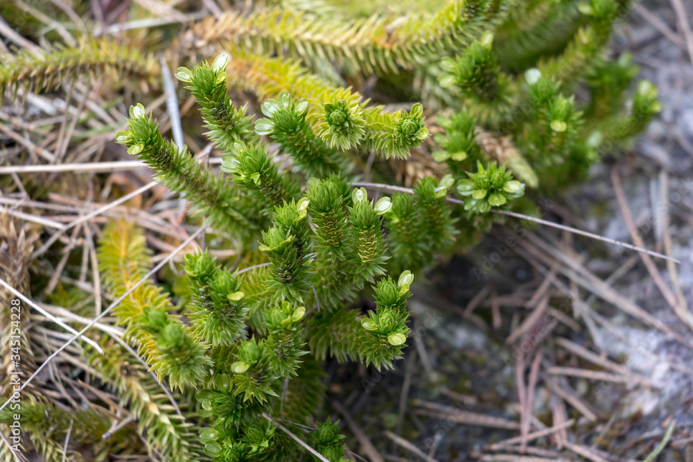 Young plant shoots in spring. Reminiscent of young conifers.