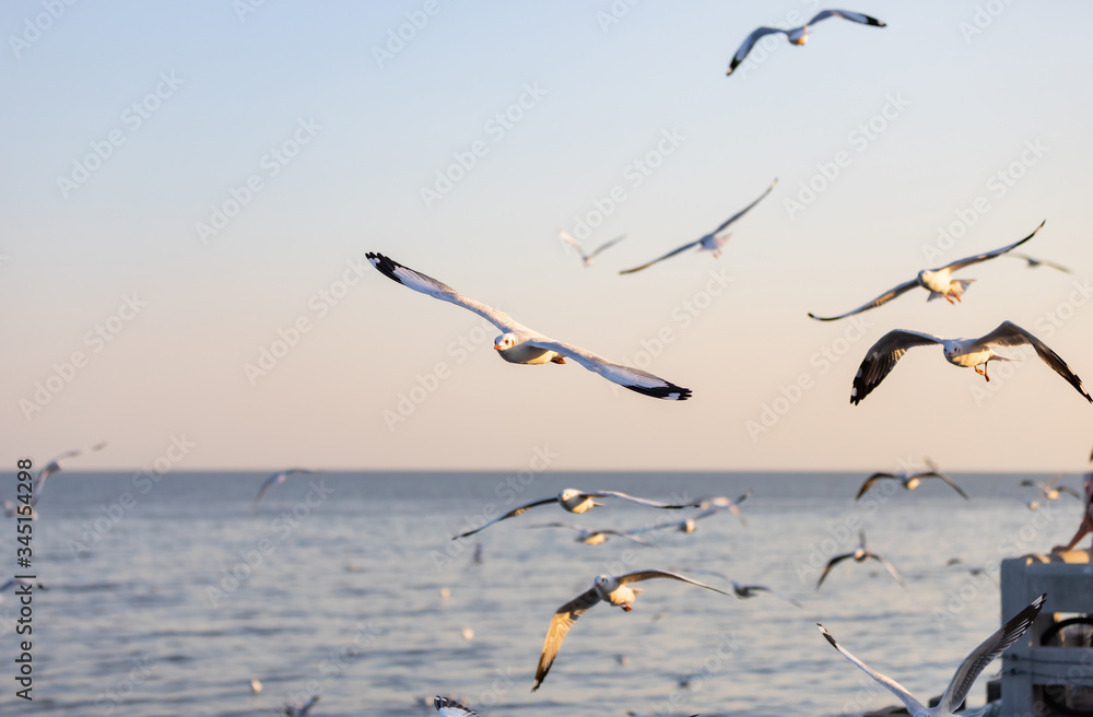 Group of seagulls at Bang Pu Recreation Center is a seaside resort on the Bay