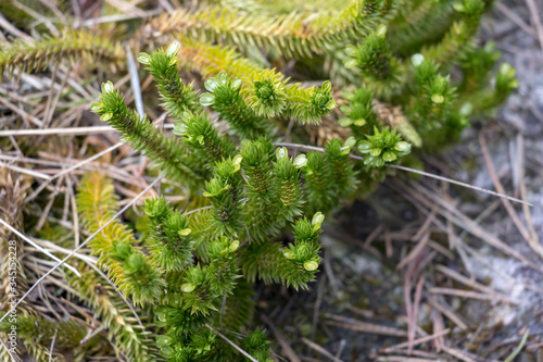 Obraz na płótnie Young plant shoots in spring. Reminiscent of young conifers. w salonie