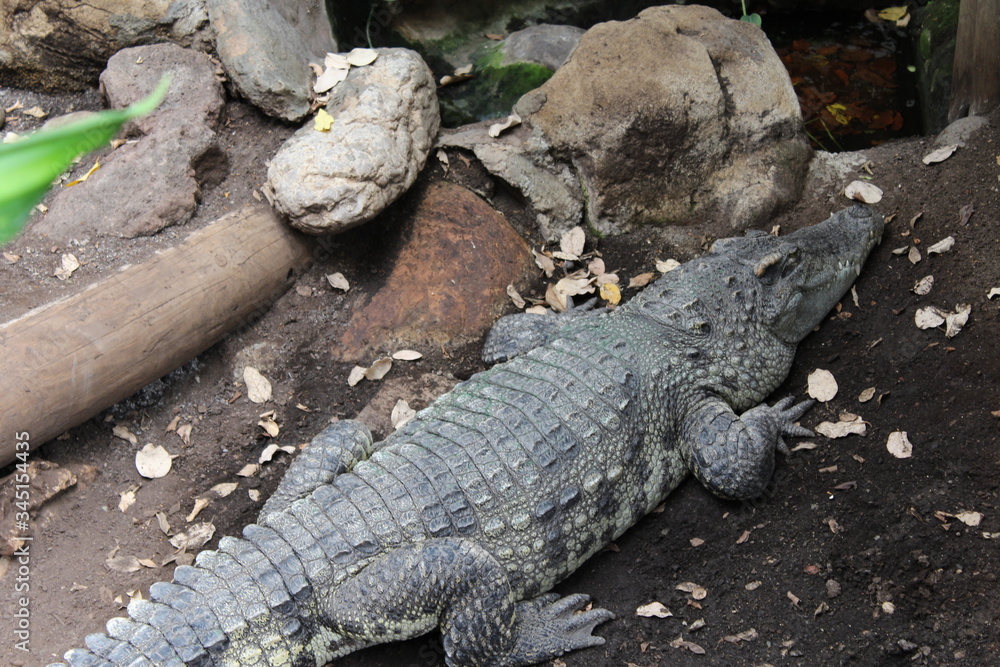 crocodile from the Barcelona zoo. Catalonia. Spain crocodile from the Barcelona zoo. Catalonia. Spain
