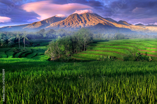 sunset at paddy fields in north bengkulu asia indonesia  beauty color and sky natural light 