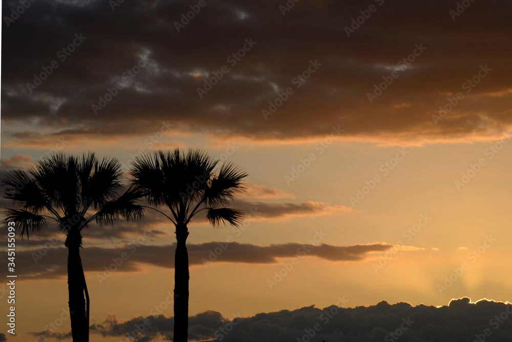 Silhouette of two palm trees at sunset
