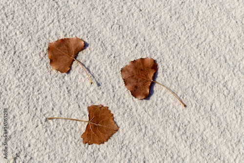 Three leaves on the sand photo