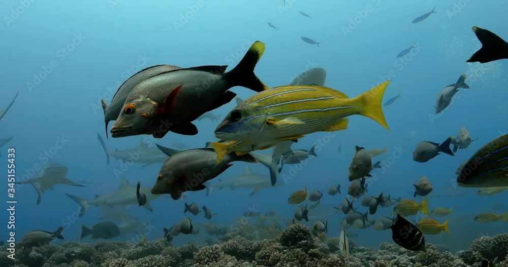 Beautiful tropical fish swim with sharks in the Pacific Ocean. Underwater life with fishes and sharks near coral reef in the Sea. Diving in the clear water - 4K Beautiful tropical fish swim with sharks in the Pacific Ocean. Underwater life with fishes and sharks near coral reef in the Sea. Diving in the clear water - 4K