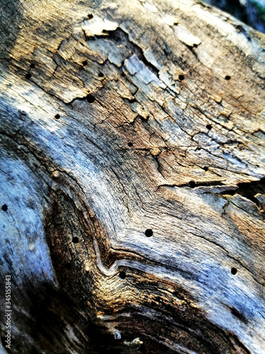 The bark of the tree with reliefs in sunlight.