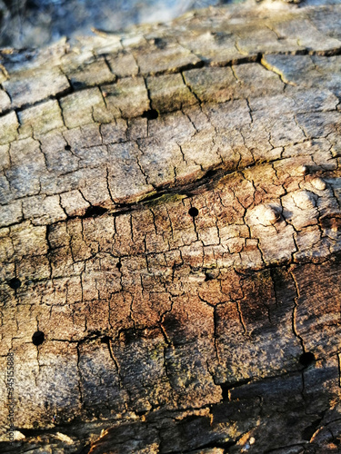 The bark of the tree with reliefs in sunlight.
