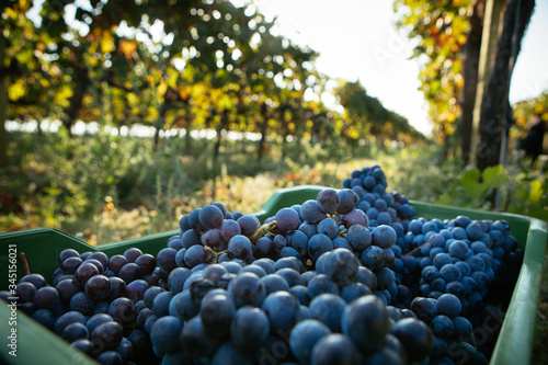 Grapes in Basket – Italian Vineyard on Mount Etna, Sicily – "Nerello Cappuccio" Wine