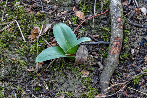 little orchid plant on forest ground