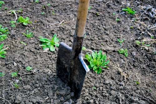 Shovel stuck in the ground in the garden area. Spring work in the garden. Rustic style of life. Close up.