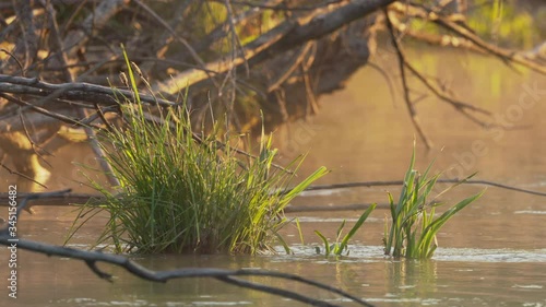 Mist over a small river during sunrise