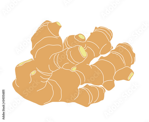 yellow fresh ginger root, culinary spice for cooking, color vector illustration with contour lines isolated on white background in clip art and hand drawn style