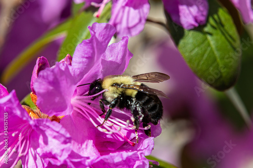 Bumble Bee with Azalea www.paulmassiephotography.com