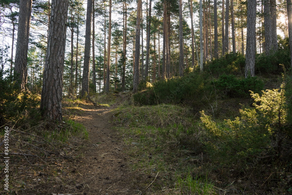 Spring coniferous forest with hiking path through it. Spring coniferous forest with hiking path through it.