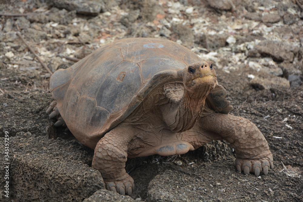 Obraz premium tortuga galápagos