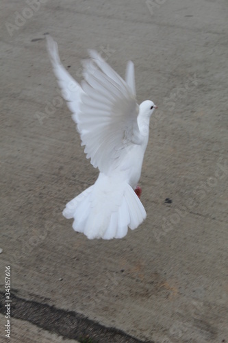 white  pigeon   flying