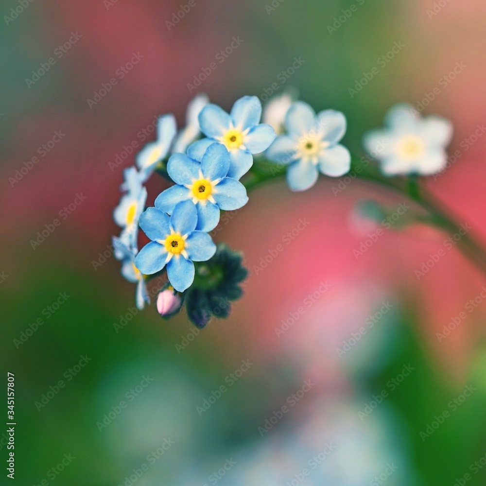 Beautiful blue small flowers - forget-me-not flower. Spring colorful nature background. (Myosotis sylvatica) Beautiful blue small flowers - forget-me-not flower. Spring colorful nature background. (Myosotis sylvatica)