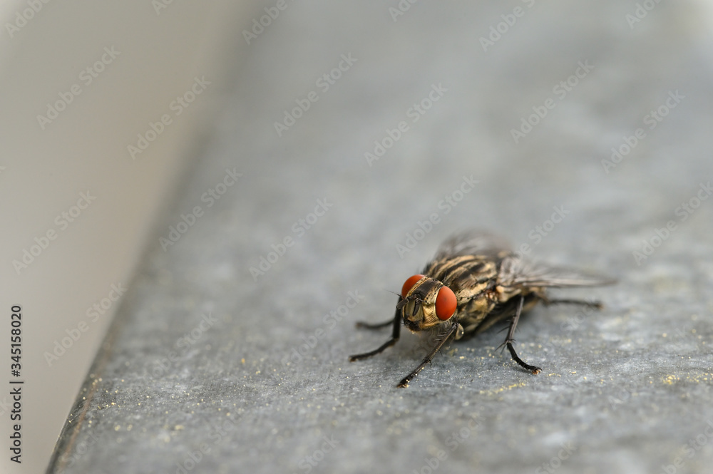 Insects close up. Beautiful macro shot of a fly. Insects close up. Beautiful macro shot of a fly.