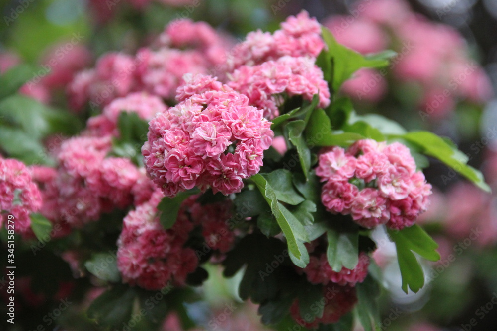 Pink haw thorn apple May flowering tree Pink haw thorn apple May flowering tree