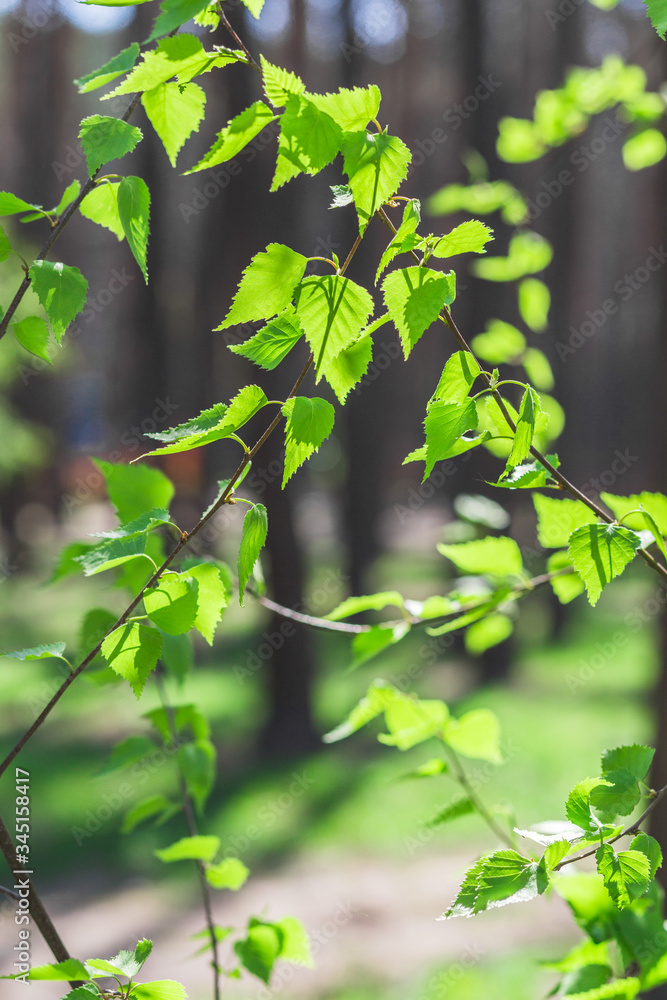 Obraz premium green brushes on the blue sky background