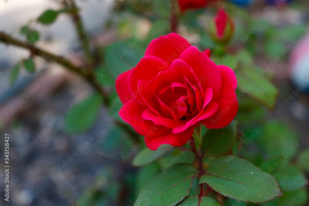 red rose in garden red rose in garden