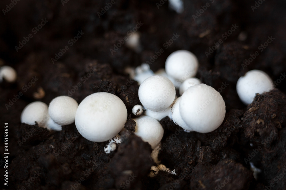 Button mushrooms in the ground Button mushrooms in the ground