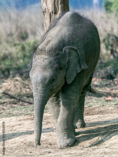 baby elephant in Breeding Center