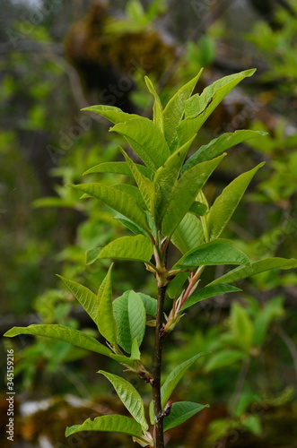 New green tree leaves in spring. Spring leaves