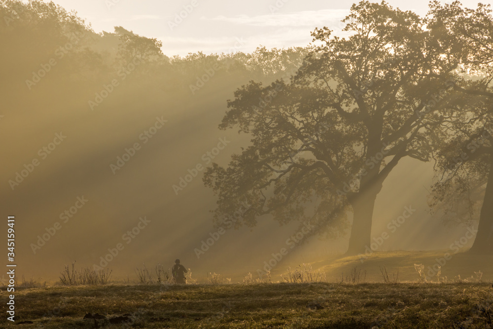 lonely oak on the field at sunset