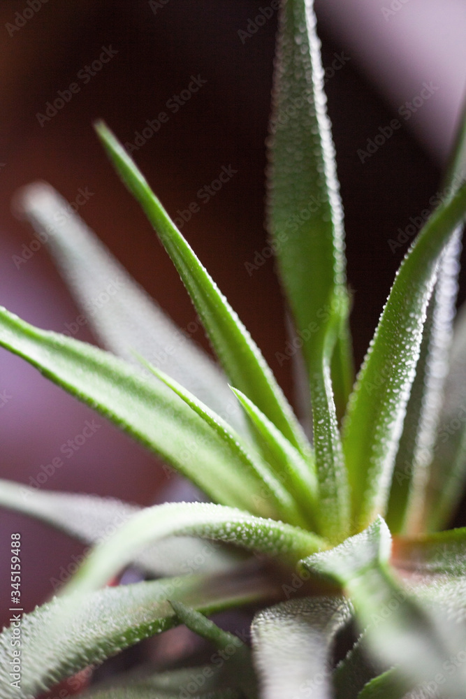 Haworthia. Succulent plant. Haworthia. Succulent plant.