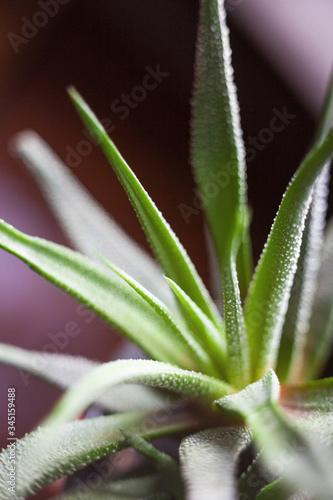 Haworthia. Succulent plant.