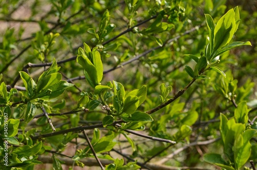New green tree leaves in spring. Spring leaves