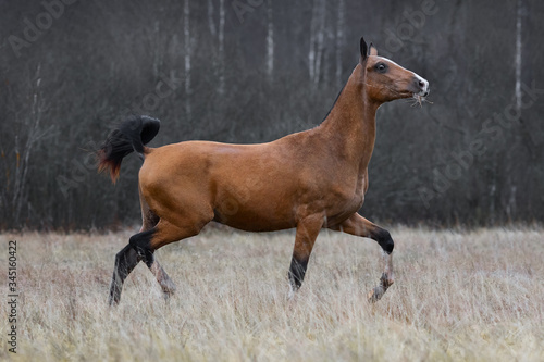 Beautiful chestnut horse runs free across the field  fullbody portrait in motion
