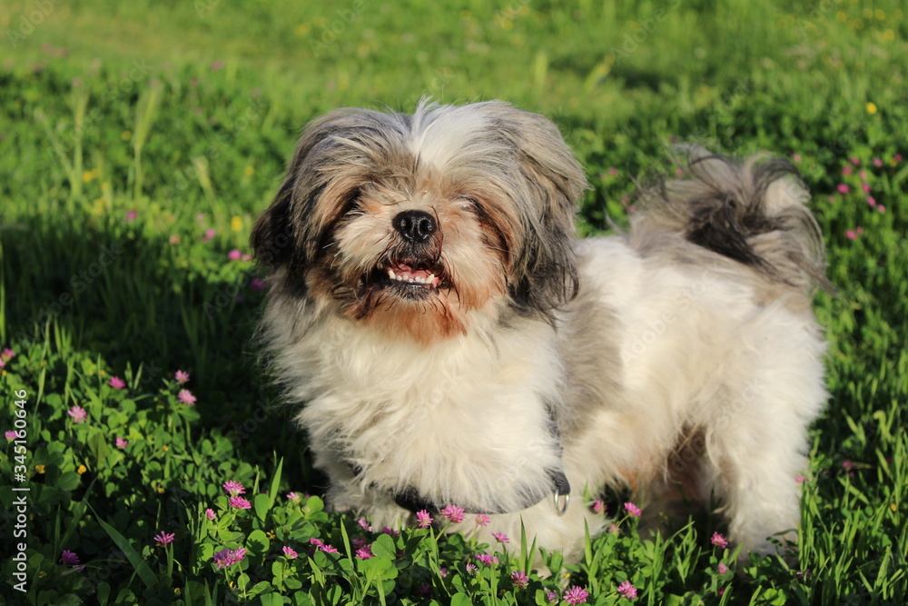 pretty little dog on grass pretty little dog on grass
