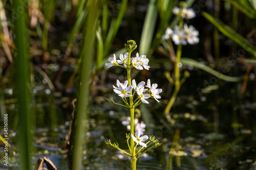 White flowers of Water Violet in marsh habitat photo