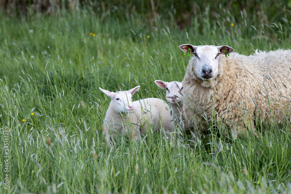 Fototapeta premium Two spring lambs with ewe in grass pasture