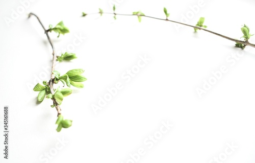 Green spring branches isolated on a white background. Top view. Copy space. Flat lay.