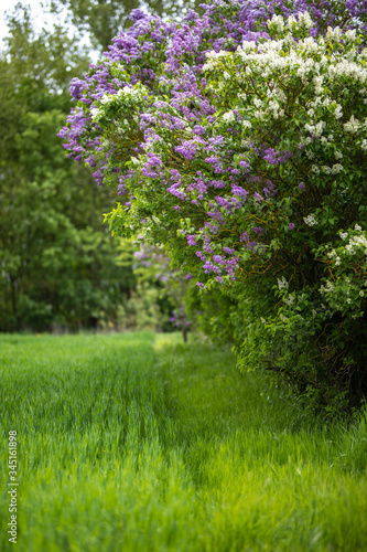 Beautiful Lilac Flieder bush at the edge of the field in spring