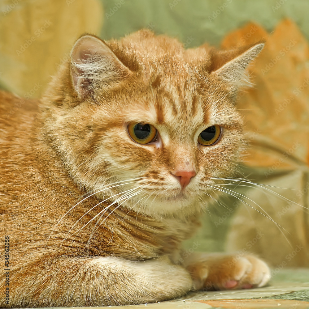 ginger shorthair big-eyed cat