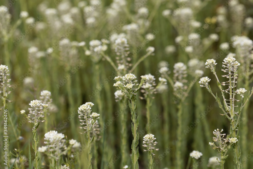 Field pepperwort flowers, Lepidium campestre Field pepperwort flowers, Lepidium campestre